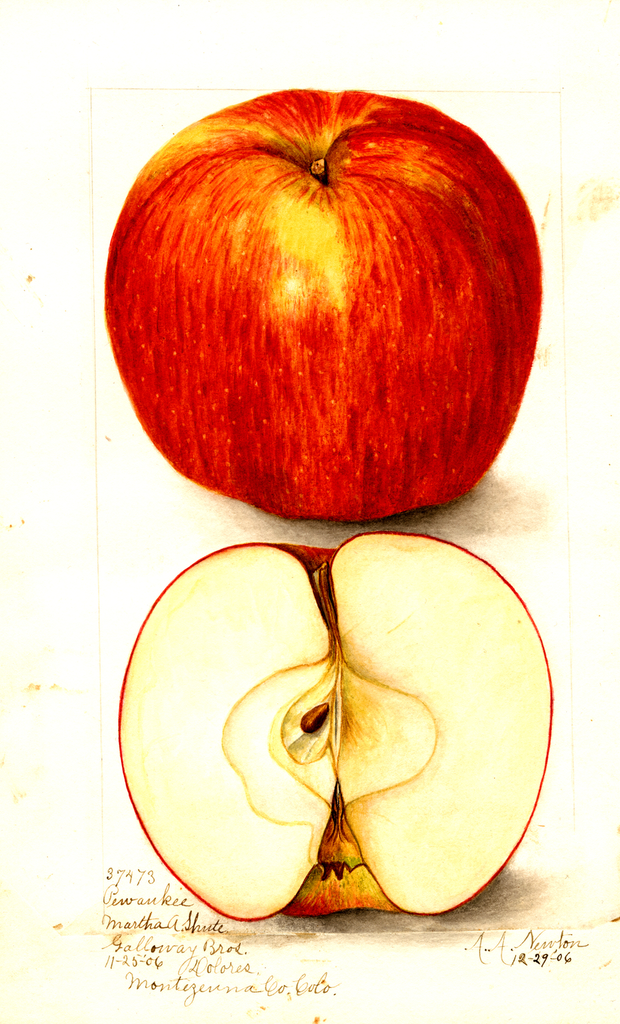 Apples, Pewaukee (1906)