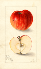 Apples, Penuckle (1909)