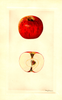 Apples, Petite Douce Rousse (1930)