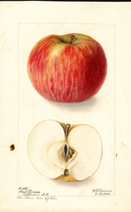 Apples, Coxs Pomona (1901)