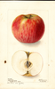Apples, Coxs Pomona (1901)