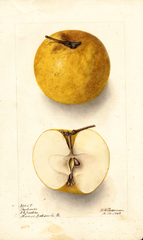 Apples, Poorhouse (1903)