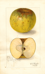 Apples, Poorhouse (1908)