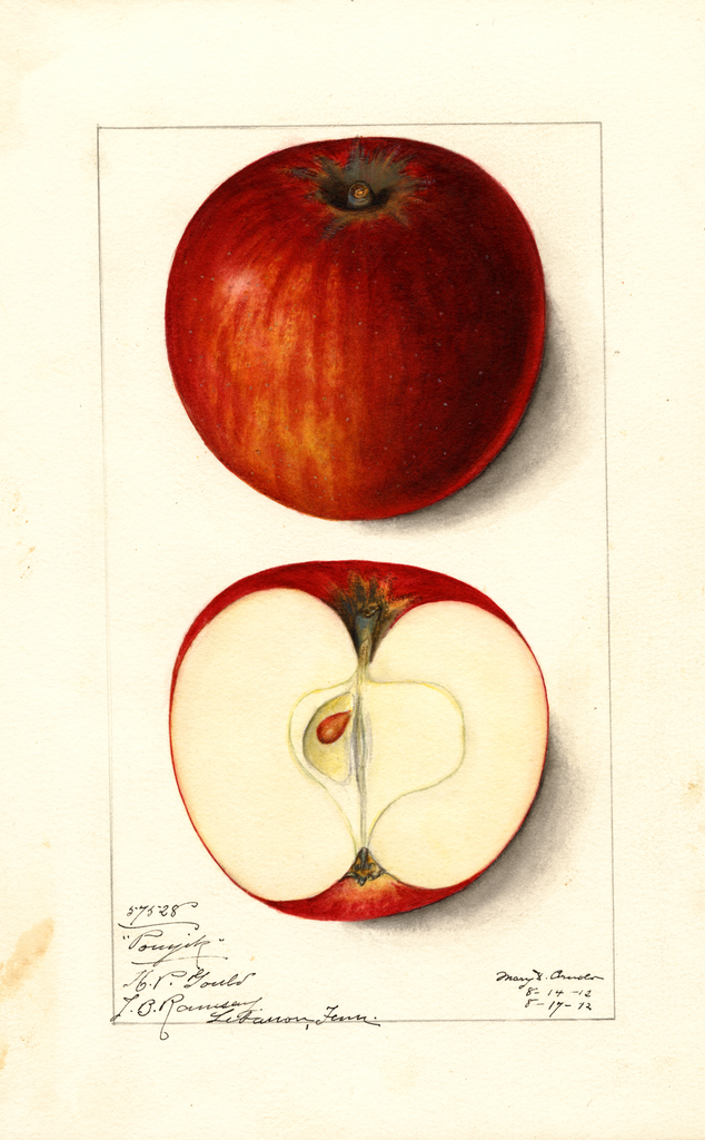 Apples, Pomjik (1912)