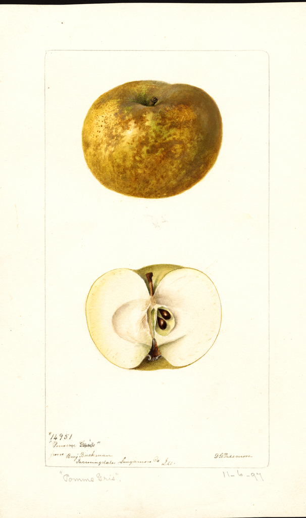 Apples, Pomme Gris (1897)