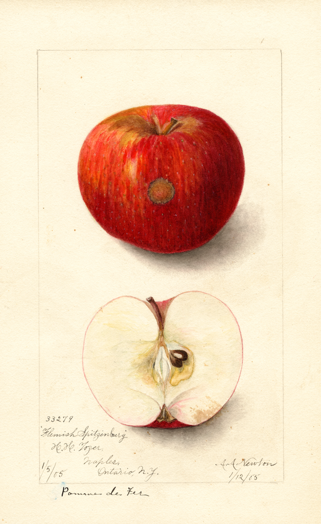 Apples, Flemish Spitzenburg (1905)