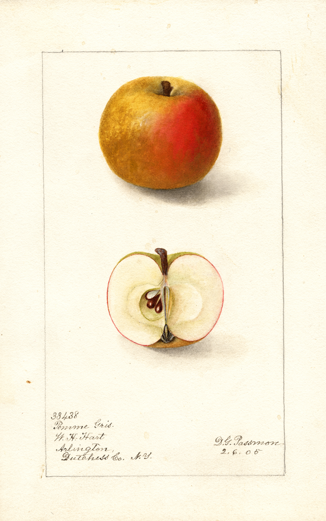 Apples, Pomme Gris (1905)