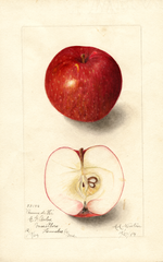 Apples, Pomme De Fer (1904)