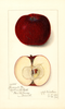 Apples, Pomme De Fer (1913)