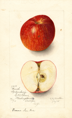 Apples, French Spitzenburg (1905)