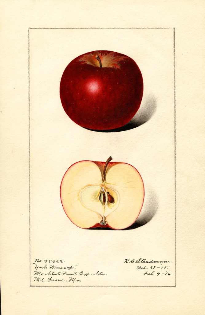 Apples, York Winesap (1916)