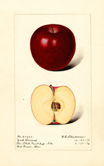 Apples, York Winesap (1916)