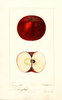 Apples, Pokeberry Red (1896)