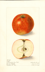 Apples, Pilot (1908)