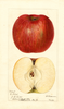 Apples, Pilot (1895)
