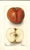 Apples, Pilot (1903)