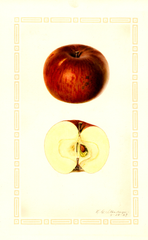 Apples, Pifer (1927)