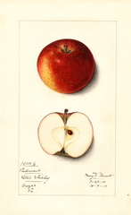 Apples, Piedmont (1914)