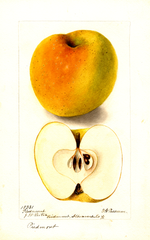 Apples, Piedmont (1899)