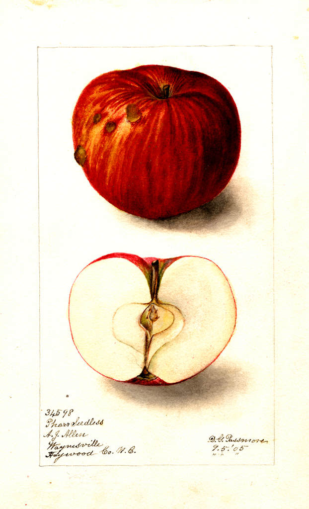 Apples, Pharr Seedless (1905)
