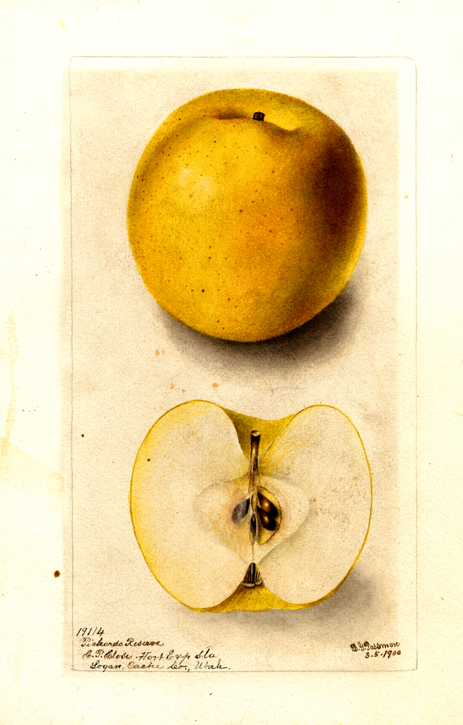 Apples, Pickards Reserve (1900)