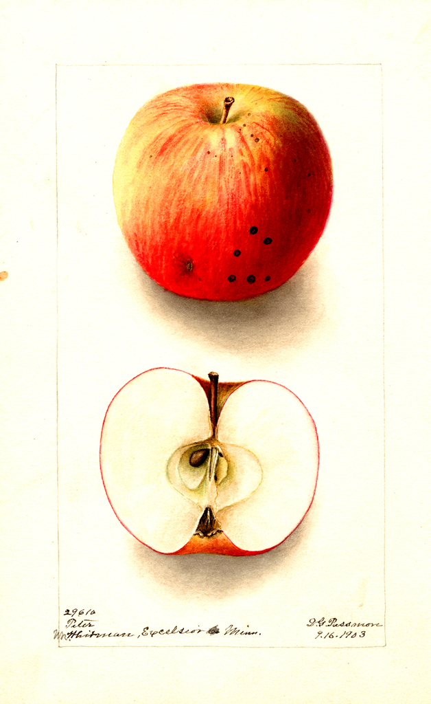 Apples, Peter (1903)