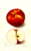 Apples, Peter (1904)
