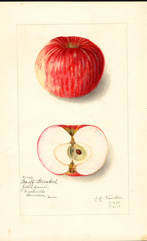 Apples, Popoff Streaked (1910)