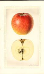Apples, Poppleton (1926)