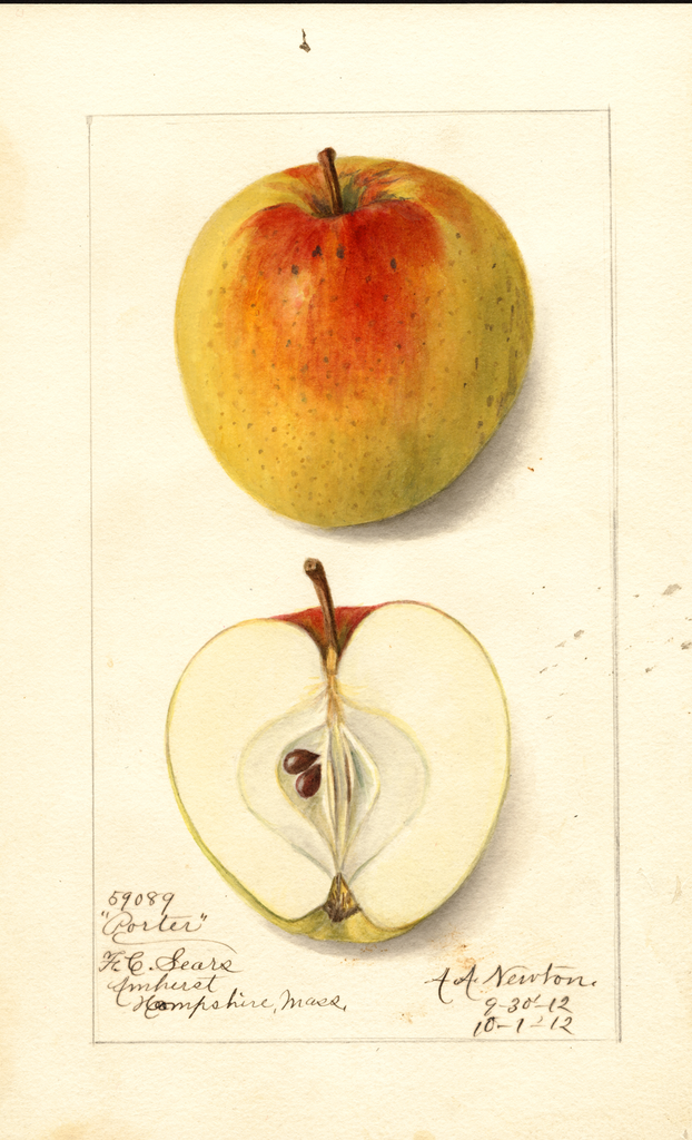 Apples, Porter (1912)