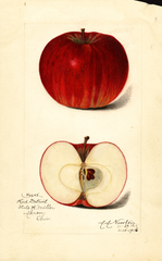 Apples, Detroit Red (1916)