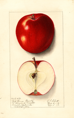 Apples, Red Rome Beauty (1912)