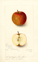 Apples, Red Russet (1905)
