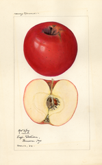 Apples, Red Spy (1923)