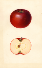 Apples, Red Spy Hallenback (1933)