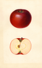 Apples, Red Spy Hallenback (1933)