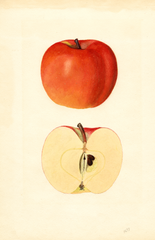 Apples, Red Spy (1936)
