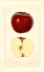 Apples, Red Stayman (1926)