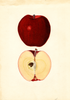 Apples, Southern Oregon Red Spitz (1936)