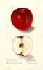 Apples, Red Sweet June (1908)
