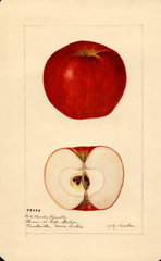 Apples, Red Winter Reinette (1920)