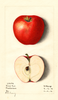 Apples, Reese Red (1914)