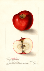Apples, Reinette Von Berk (1905)