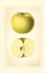 Apples, Rhode Island Greening (1926)