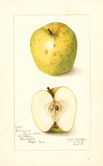 Apples, Rhode Island Greening (1907)