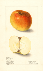 Apples, Yellow Newtown (1908)