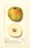 Apples, Yellow Newtown (1914)