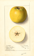 Apples, Yellow Newtown (1911)