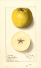 Apples, Yellow Newtown (1911)