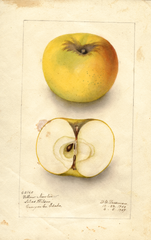 Apples, Yellow Newtown (1909)